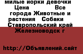 милые иорки девочки › Цена ­ 15 000 - Все города Животные и растения » Собаки   . Ставропольский край,Железноводск г.